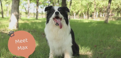 Waterproof Dog Car Hammock Cover